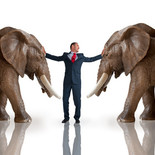 Fotolia_88556189_XS mediation olifanten